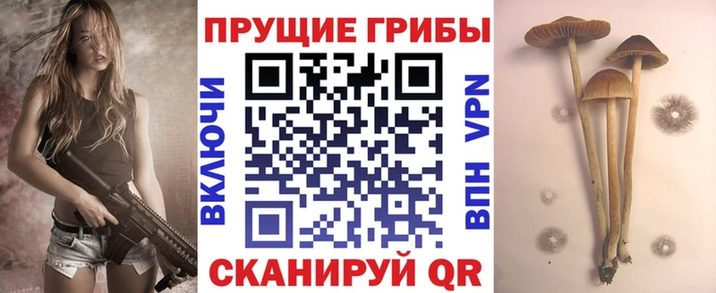 Псилоцибиновые грибы Psilocybe Александровск
